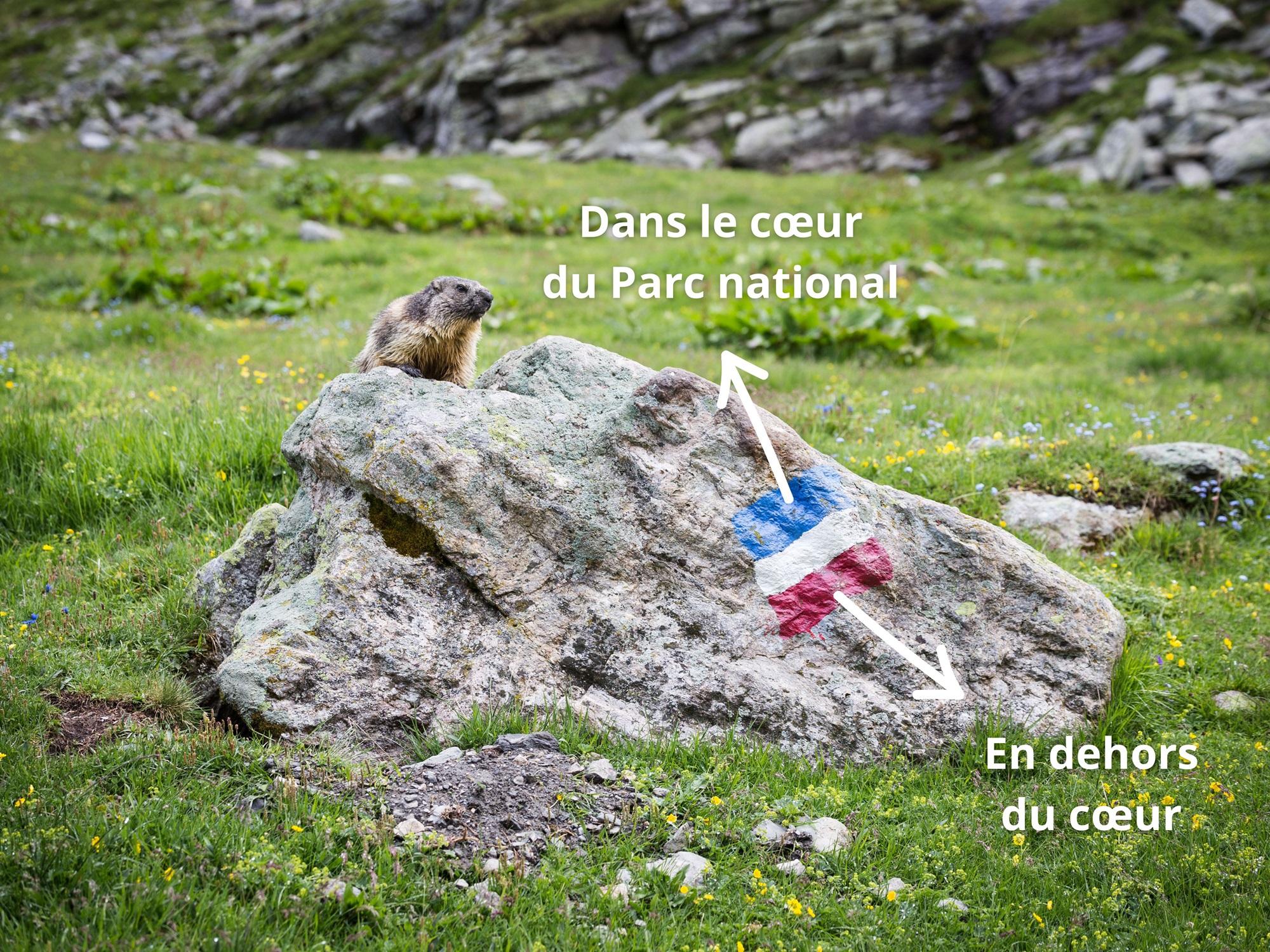 Marmotte dans la vallée Rosuel et balise peinte marquant la limite du cœur du Parc national | © Chloé Esprit - PNV