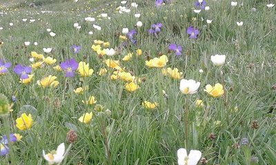 Fleurs des champs, Entre-Deux-Eaux, Val Cenis-Termignon