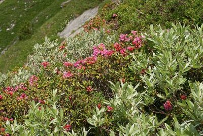 Lande à rhododendron ferrugineux et saule glauque, surplombant le hameau de Chollière. Commune de Pralognan la Vanoise.