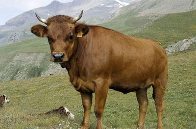 Vache de race Tarentaise à l'alpage. Vallonbrun, Lanslevillard.