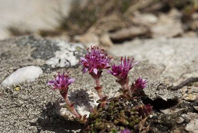 Fleurs de saxifrage du val d'Aoste.