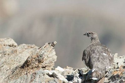 Lagopède alpin : apparition du plumage d'hiver.