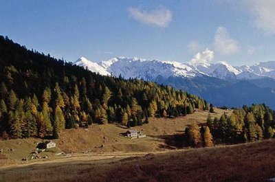 Chalets de l'Orgère et cembraie.