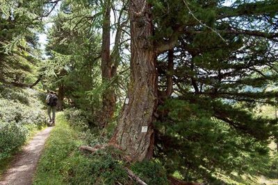 Mélèze remarquable bordant le sentier de découverte du vallon de l'Orgère.