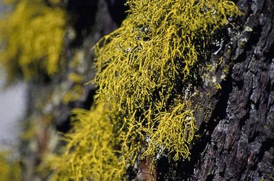 Lichen du loup. 