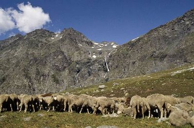 Troupeau de brebis en alpage.