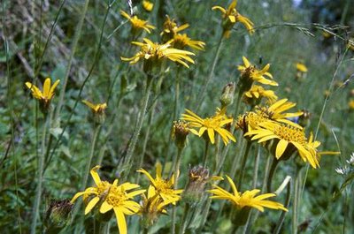 Station florale d'arnica des montagnes. (RN des Hauts de Villaroger)