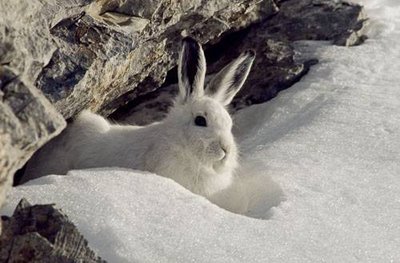 Lièvre variable en livrée hivernale.