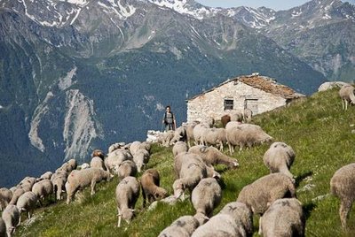 Au 1er plan, transhumance des brebis vers le Col du Barbier sur le sentier GR5 et chalet du Barbier.