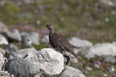 Lagopède alpin mâle en plumage estival.