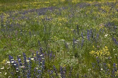 Une prairie de fauche fleurie pour le début de l'été.