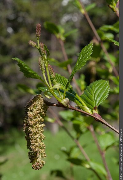 l'aulne vert