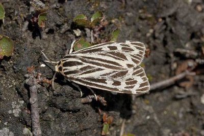 L'écaille de la gentiane.