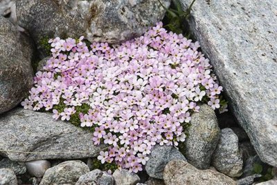 Androsace des Alpes.