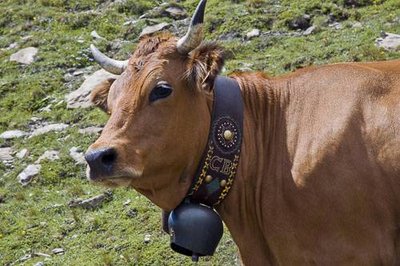 Vache de race Tarentaise.