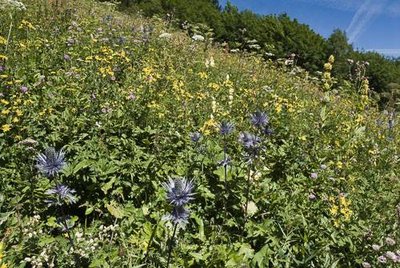 Prairie à chardons bleus.