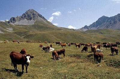 Troupeau de vaches de races Tarentaise et Abondance.