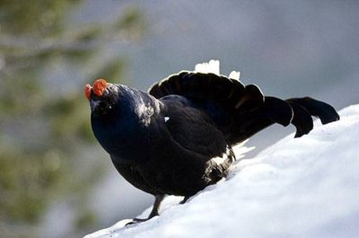 Coq de tétras-lyre pendant les parades du printemps.