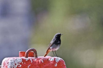 Mâle de rougequeue noir.