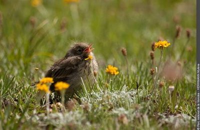 Juvénile de pipit spioncelle