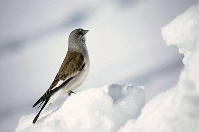 Niverolle alpine posée sur la neige.