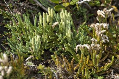 Lycopode des Alpes avec ses épis sporangifères.