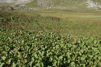 Reposoir à bestiaux couvert de rumex autour des Chalets de la Plagne. 