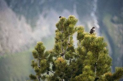 Merles à plastron posés sur un pin cembro. 