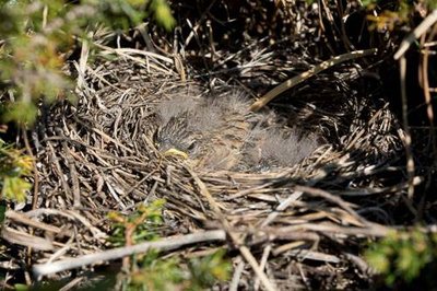 Bruant fou : nid contenant une couvée, dans un genévrier.