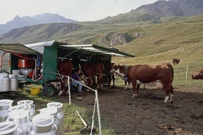 Traite en alpage par l'agriculteur Jean-François GAUDIN (GAEC de Vallonbrun).