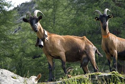 Troupeau de chèvres dans le Vallon d'Ambin. Vue vers E.