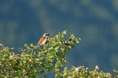 Pie-grièche écorcheur : individu mâle adulte.