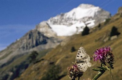 Grand Apollon. Vue sur la face E de la Dent Parrachée.