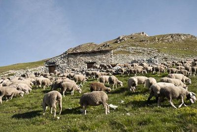 Au 1er plan, transhumance des brebis vers le Col du Barbier sur le sentier GR5 et chalet du Barbier.