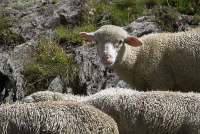 Moutons en pâture.