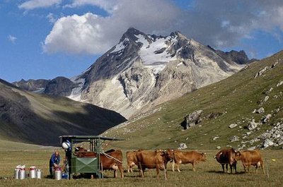 Traite en alpage et salle de traite mobile. Vue vers la Tsanteleina (au fd.) (RN de la Grande Sassière).