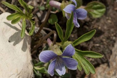 Violette à feuilles pennées.