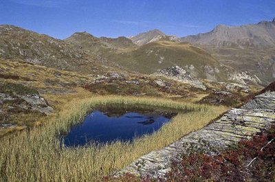 Plan d'eau en voie de comblement. Vue vers la Pointe de Lanserlia.