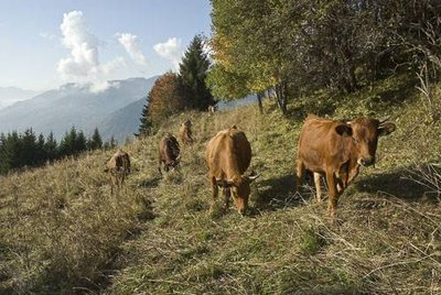 Vaches au pré près de Pelapoêt. Planay.