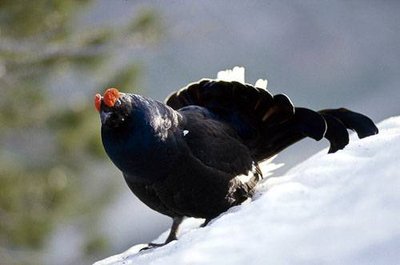 Coq de tétras-lyre pendant les parades du printemps.