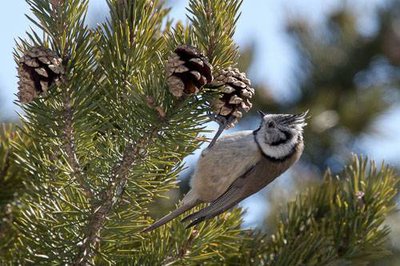 Mésange huppée : individu en train de se nourrir sur un cône de pin sylvestre.