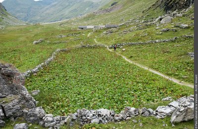 Exemple de reposoir à bestiaux, envahi par les rumex