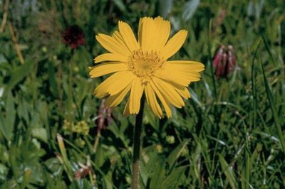 Arnica des montagnes.