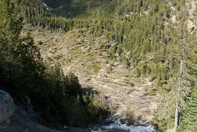 Résultat des avalanches des Balmes sur la forêt.