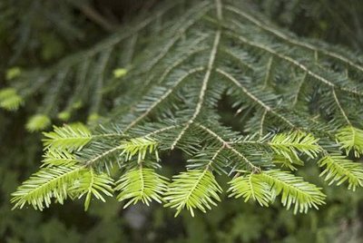 Jeunes pousses de l'année sur un rameau de sapin pectiné. (PNV PO)