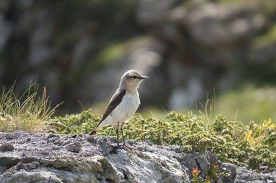 Traquet motteux : femelle en alerte sur son territoire.