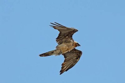 Gypaète barbu : mâle adulte imparfait, dans sa 5e année.