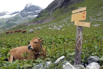 Vache de race Tarentaise.