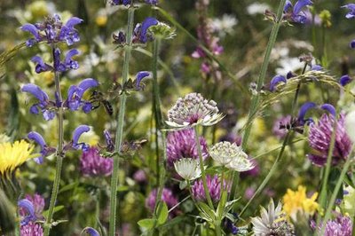 Détail de quelques espèces de fleurs d'une prairie de fauche.