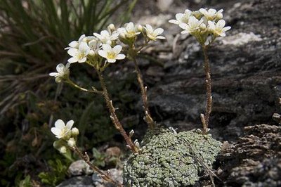 La saxifrage vaudoise.